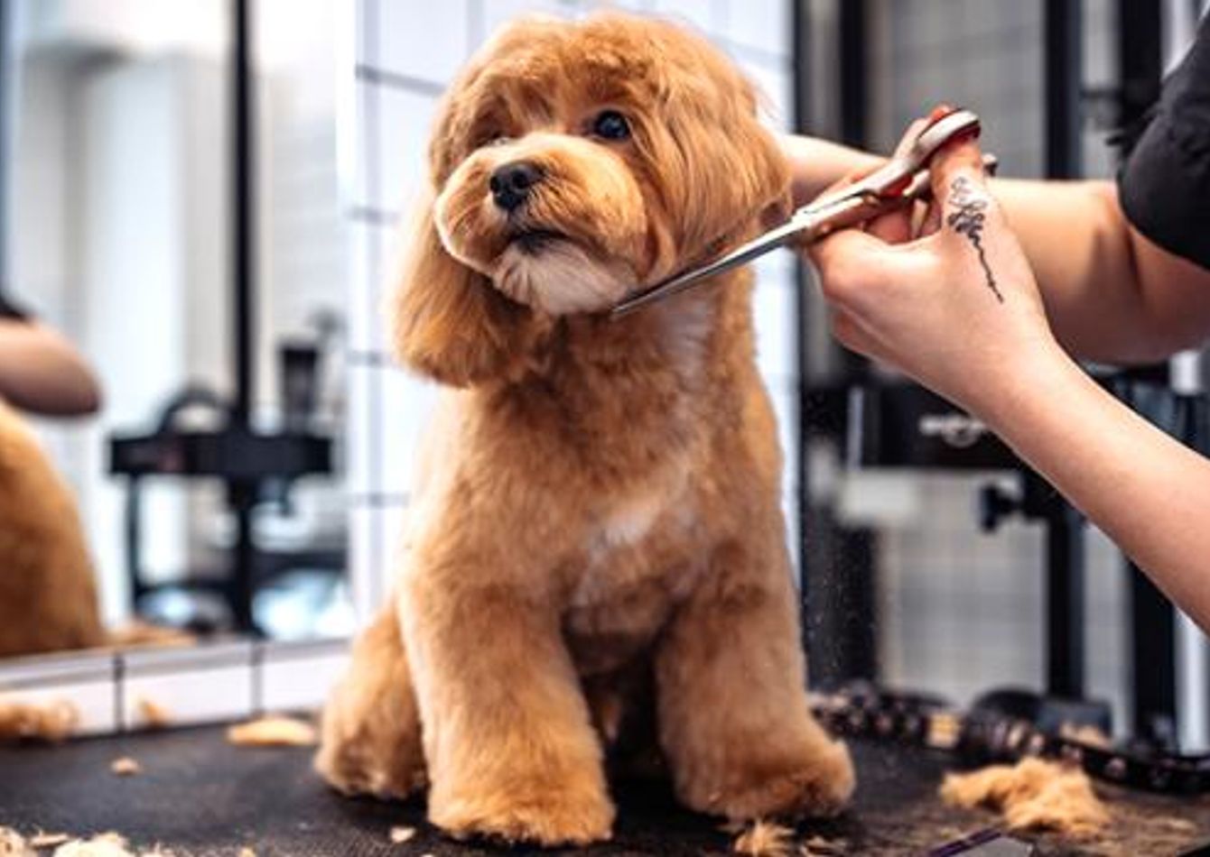 Image of 35 Year Absenteee Owned Award-Winning Pet Grooming Business - Fully Absentee Owned! - SC2257