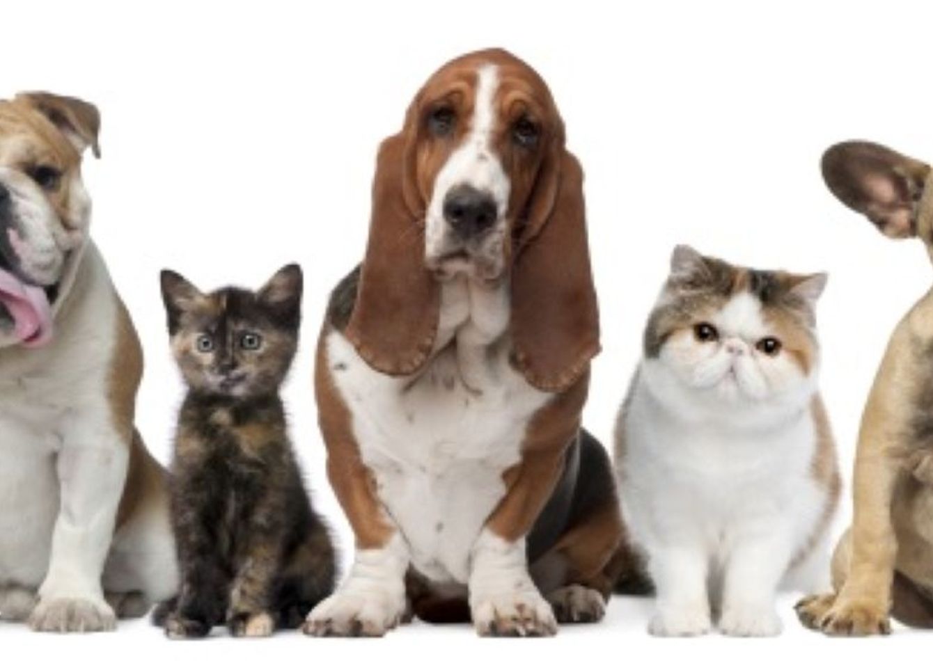 Image of Established Veterinary Practice in Newaygo County, MI