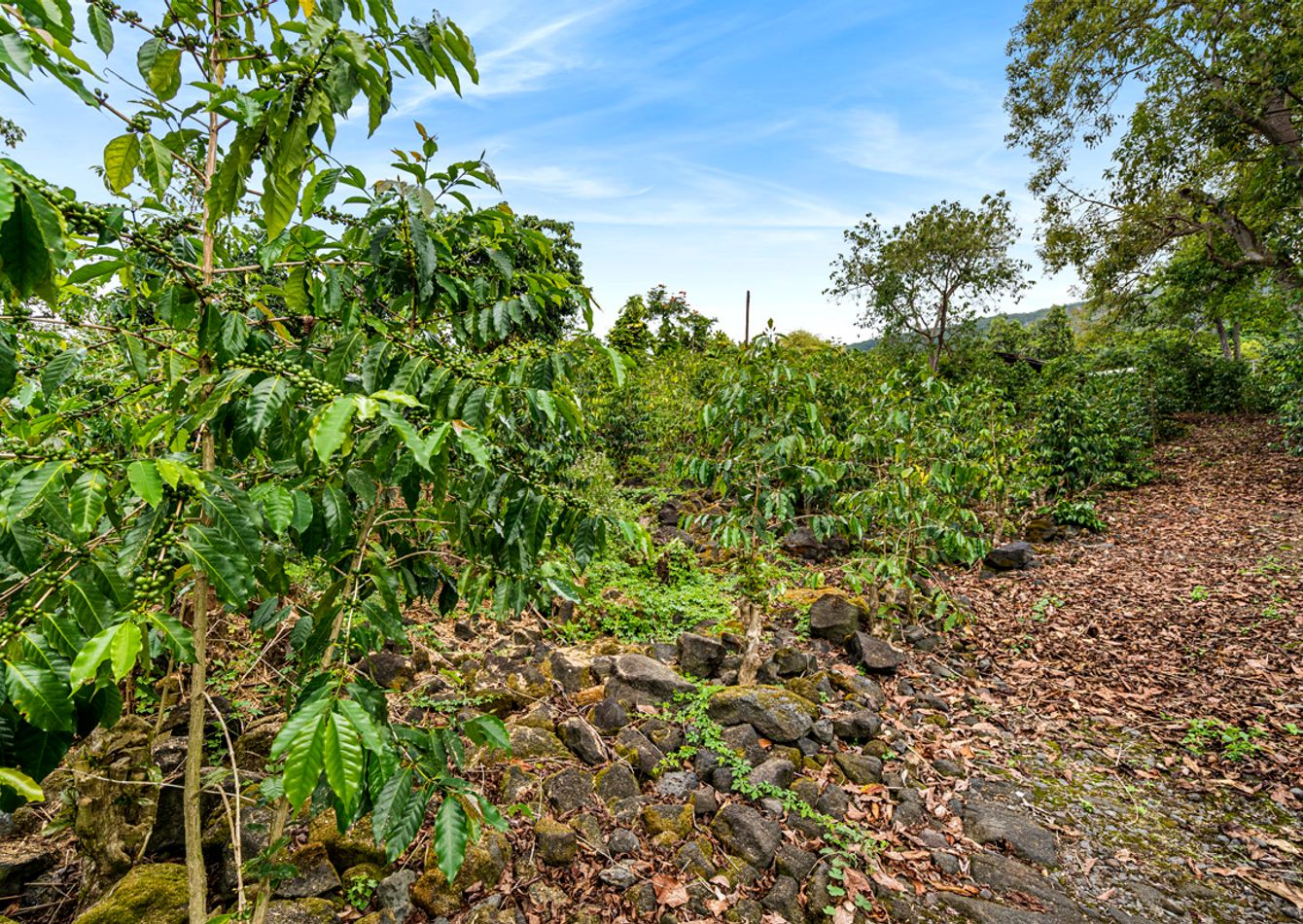 Image of South Kona Fee-Simple Coffee Estate-Leased Through 2034 for Steady Investment Income
