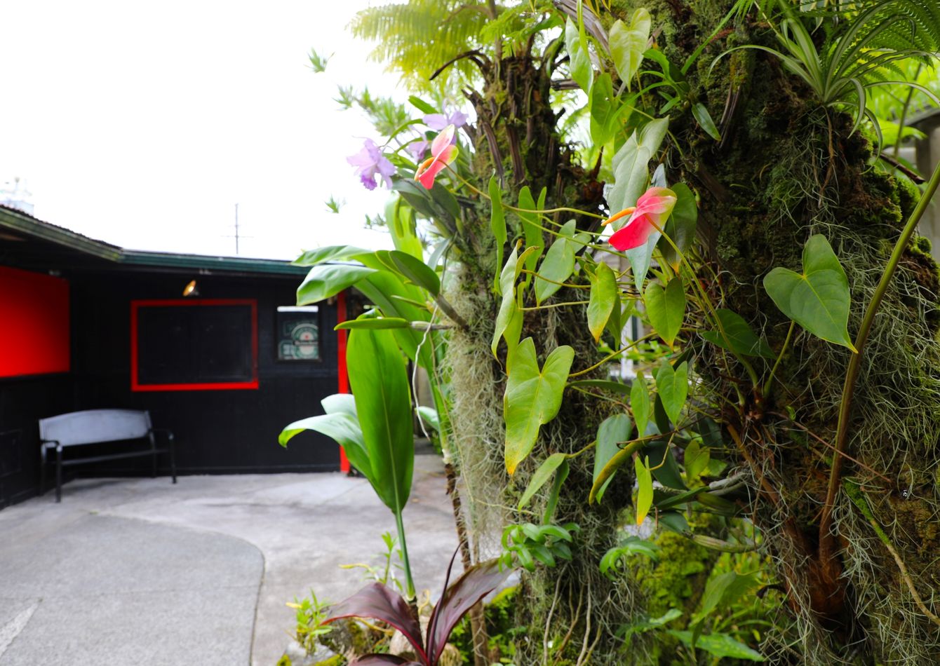 Lava Shack Lava Shack Bar: Own Island Legacy with Turnkey Opportunity! In US West