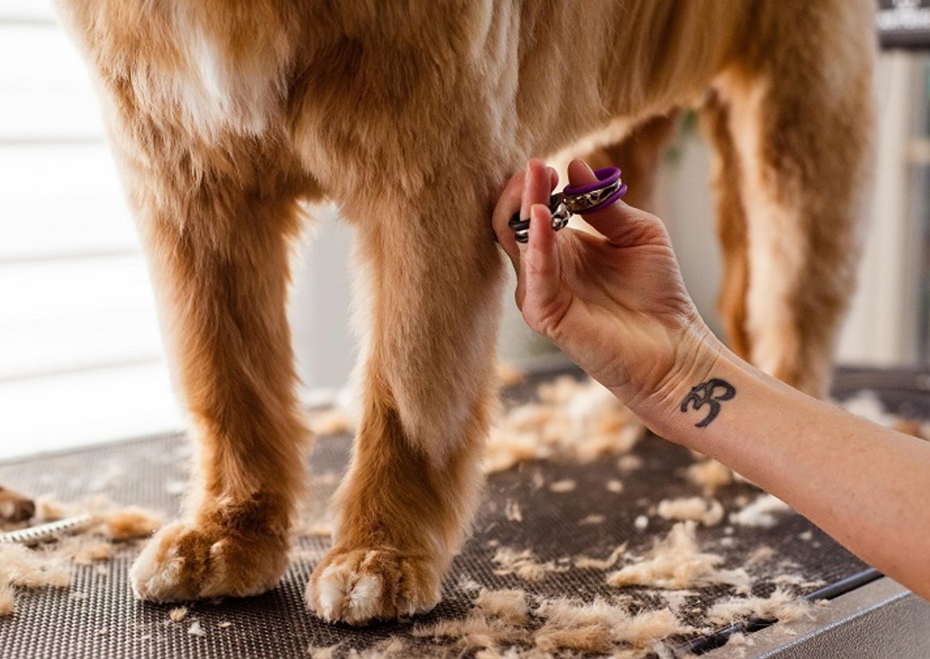 Image of Popular Pet Spa & Grooming Service