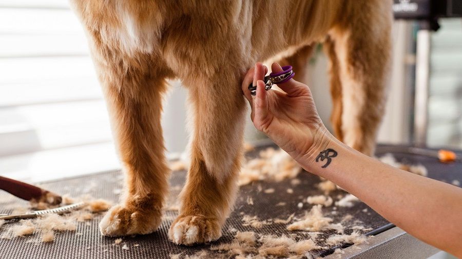 Image of Popular Pet Spa & Grooming Service