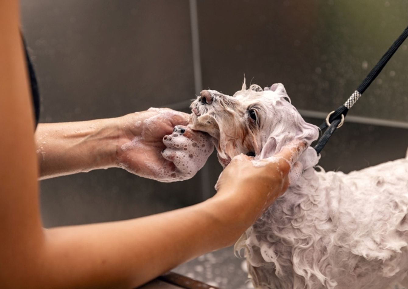 Image of Profitable Chicagoland Pet Grooming Salon – $525K | $52.5K Seller Financing Available. 57214
