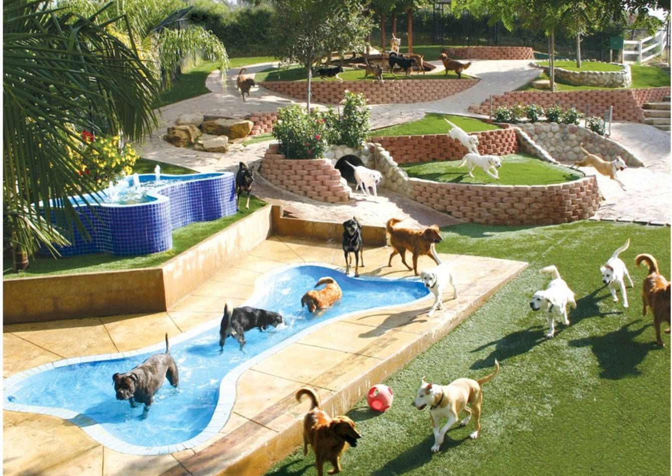 Image of Premier Texas Pet Resort | 50+ Rooms | Poised for Expansion | with Real Estate