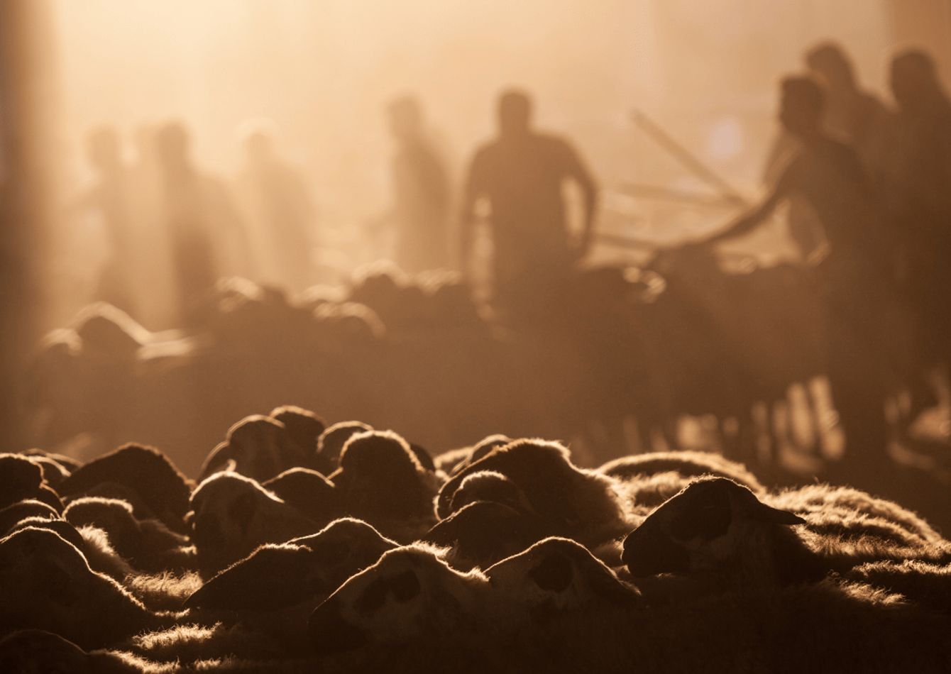Image of Livestock Auction and Agricultural Services Company. 59008