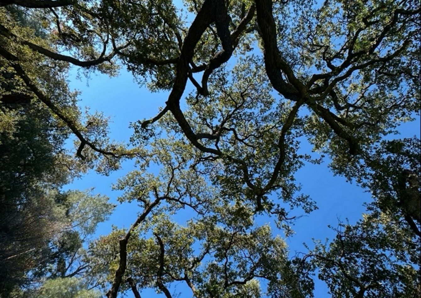 Trees.png