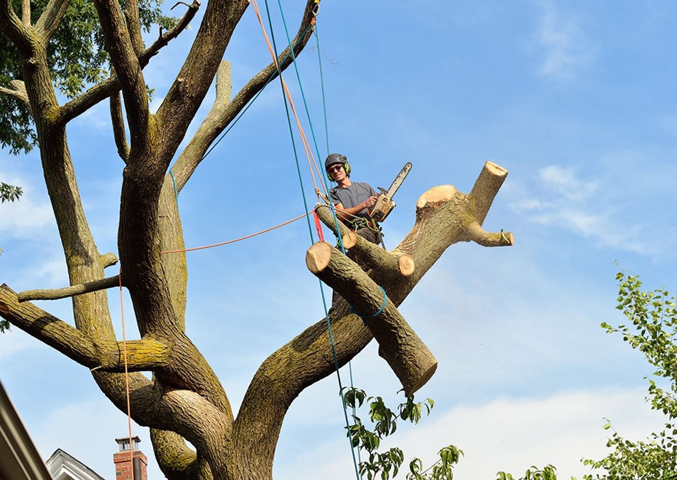 Image of Northern California Based Landscape and Tree Services Company - SC2277