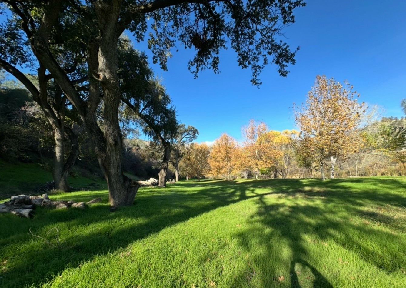 Grass & Trees.png