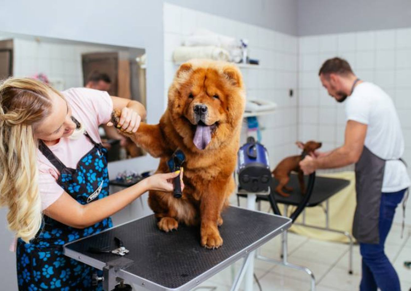 Image of N2232 20-Year Pet Grooming Business