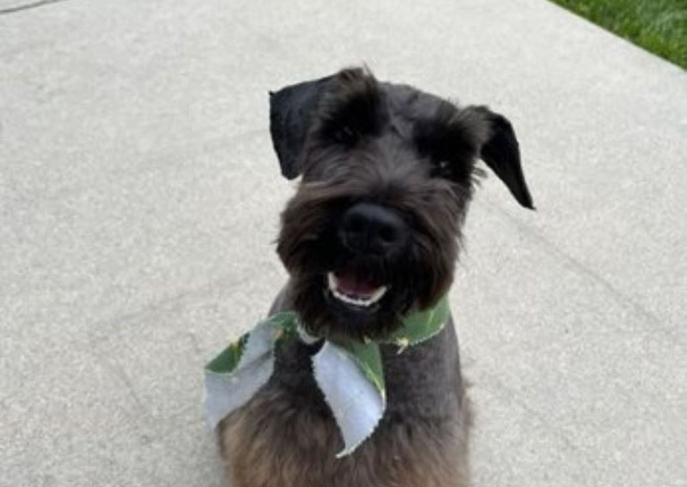 Image of Semi-Absentee Pet Grooming Spa (SBA Pre-Qualified)
