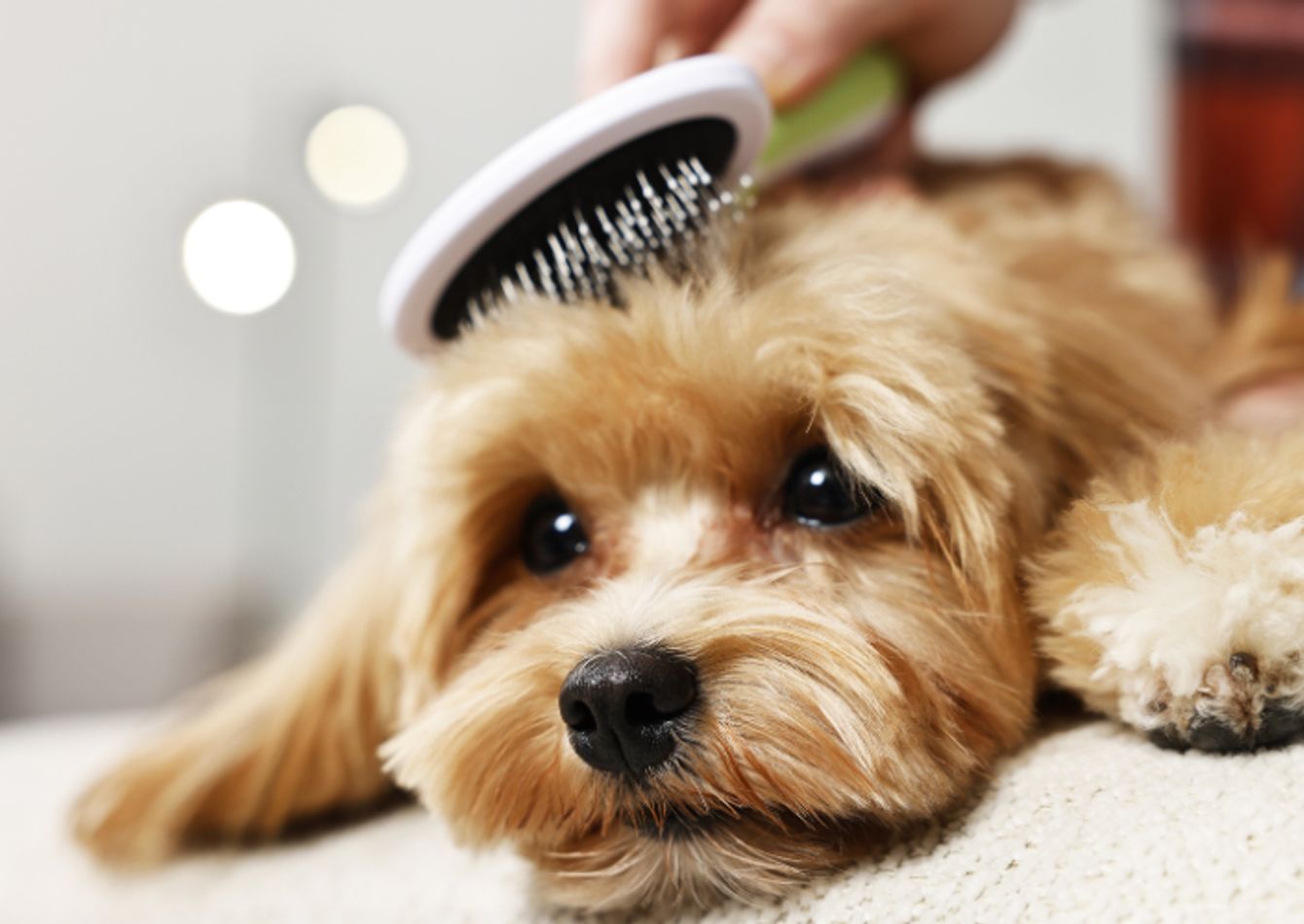 Image of Fully Booked Dog Salon in an affluent market with recurring revenue and three untapped days