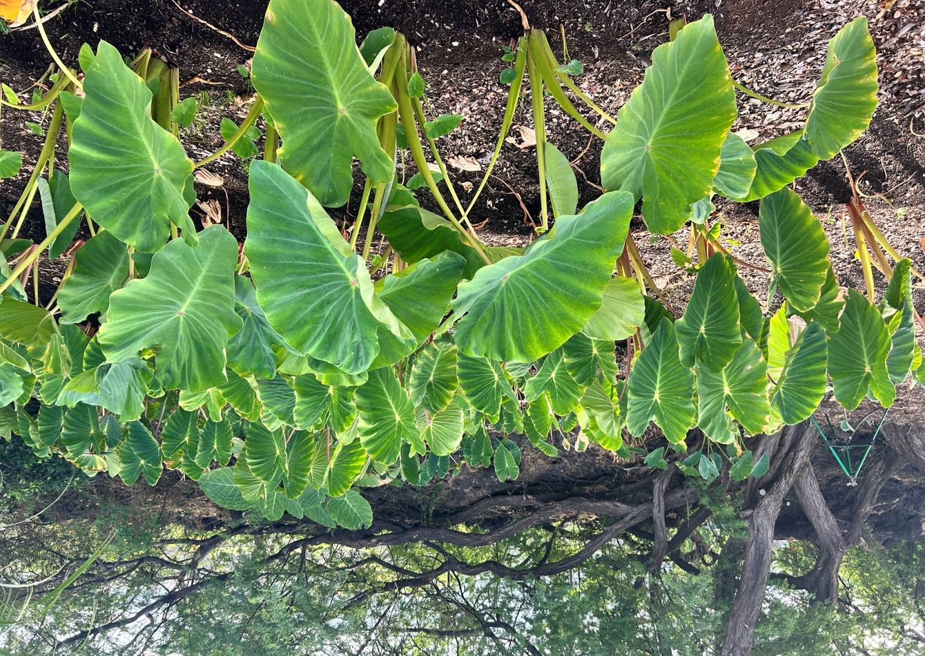 Image of A Decade of Getting Dirty, Pivoting Like a Pro, and growing with Aloha.
