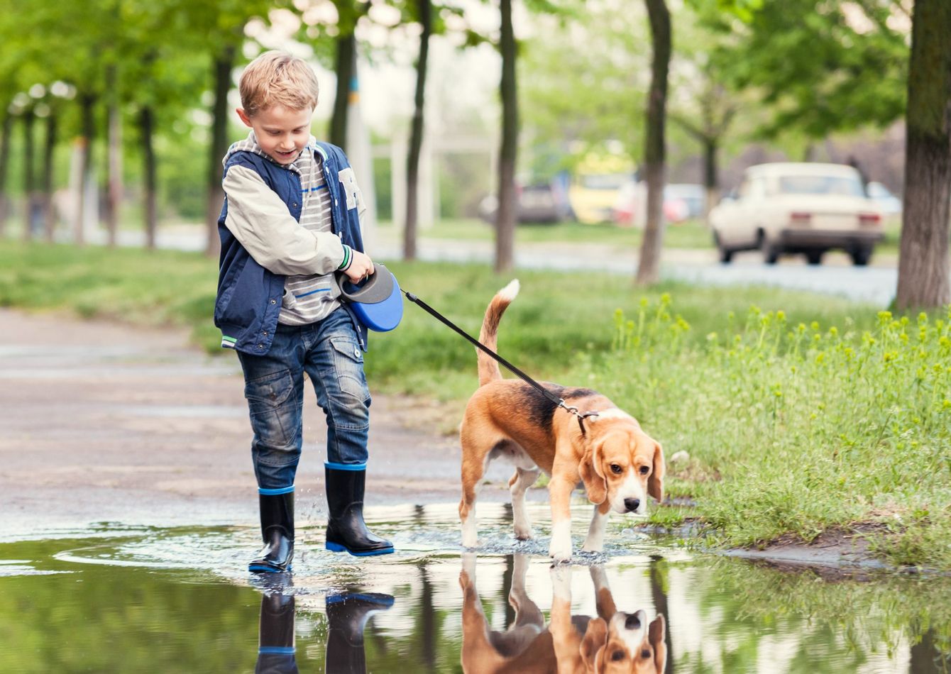 Image of Highly Profitable Nice Pet Care Business in Charleston for Sale