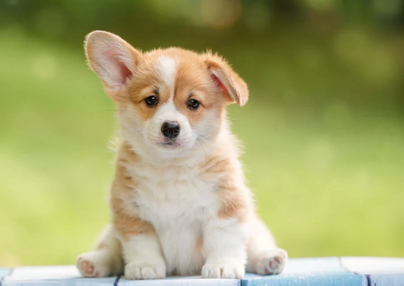 Image of Luxury - Highly Profitable Franchise Pet Store
