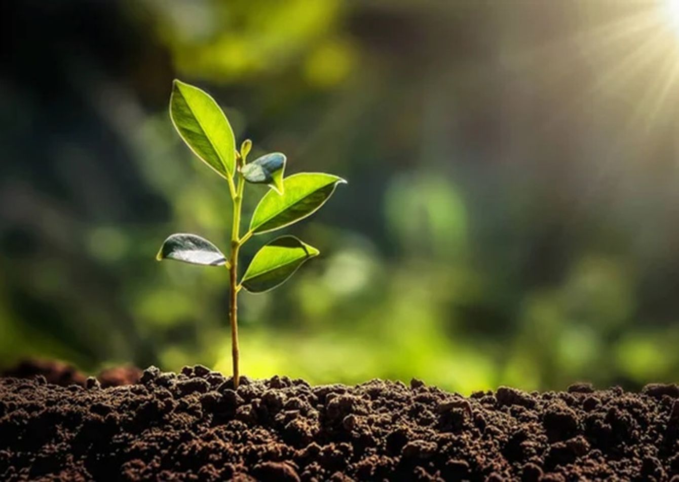 Image of Profitable & Growing Tree Farm in Southeast TX