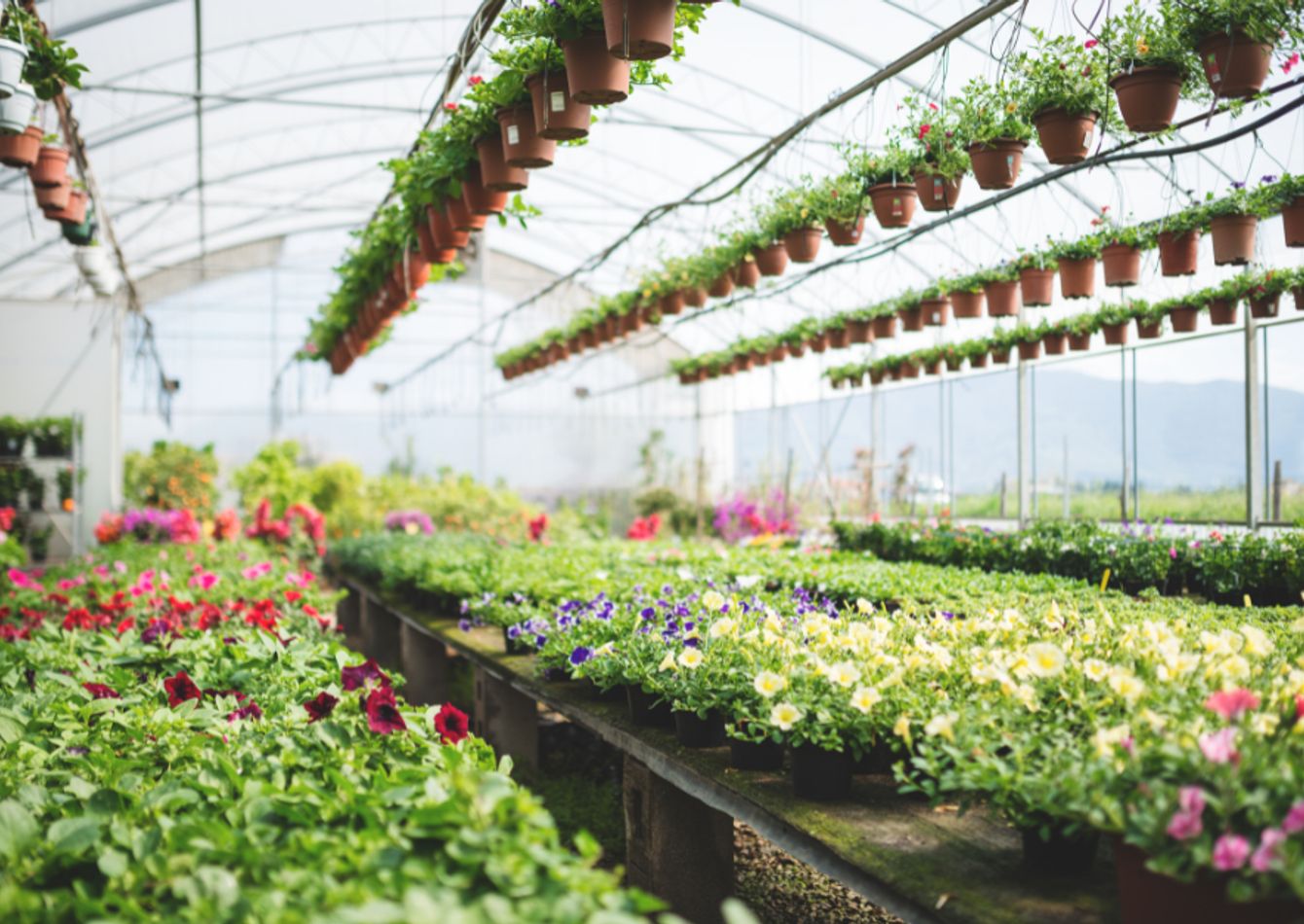 Image of Established Retail Garden Center - Upstate South Carolina