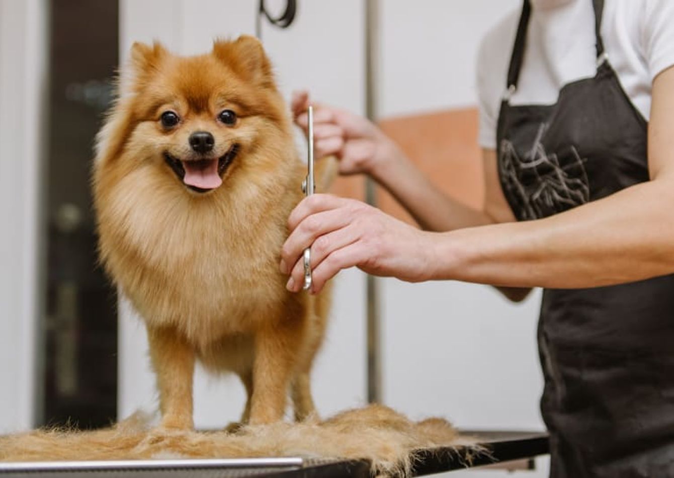 Image of Highly Profitable Pet Salon - Semi-Absentee Owned - SC2278