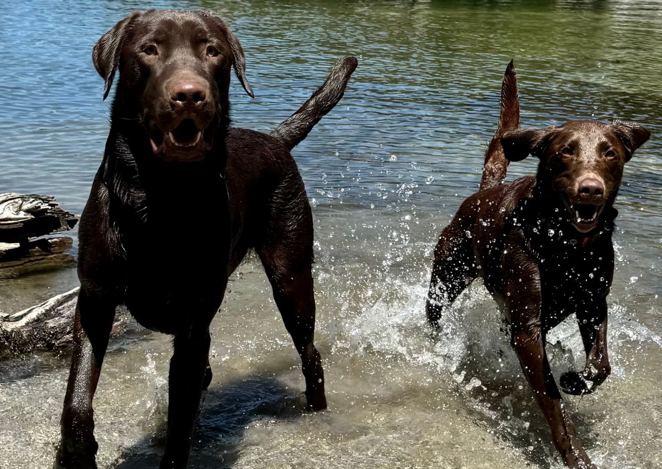 Image of Dog Day Care - Franchised, Orange County, CA