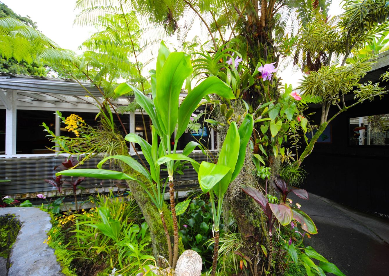 Lava Shack Lava Shack Bar: Own Island Legacy with Turnkey Opportunity! In US West