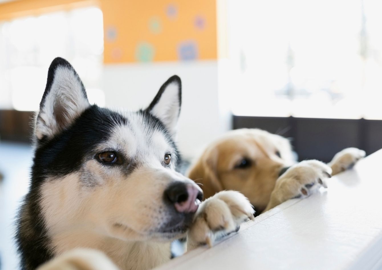 Image of High Volume Dog Daycare in the Twin Cities Metro Area | $449,153 of Cash Flow | SBA Financing Available. 59074
