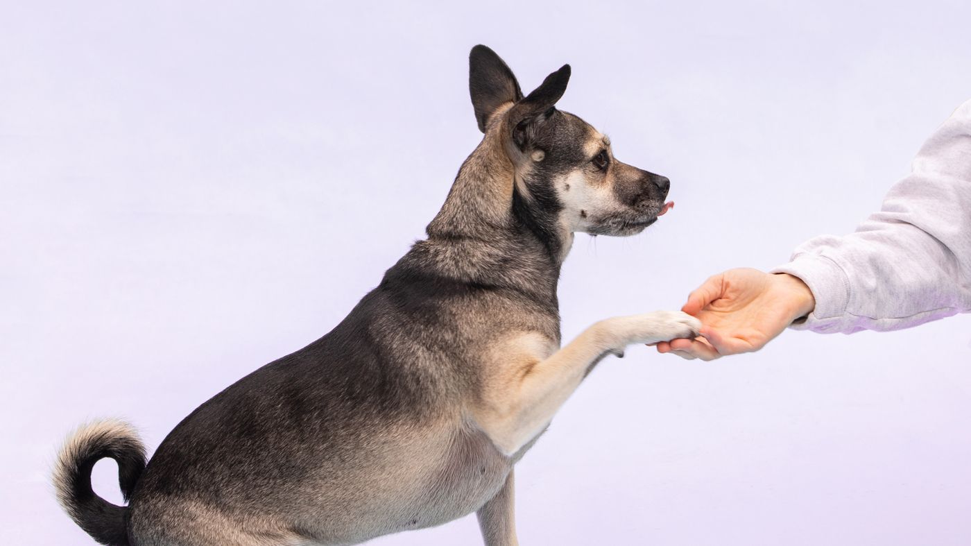 Image of SBA Approved, Absentee Owned Recession Resistant Dog Training Business - Extremely Profitable! - SC2
