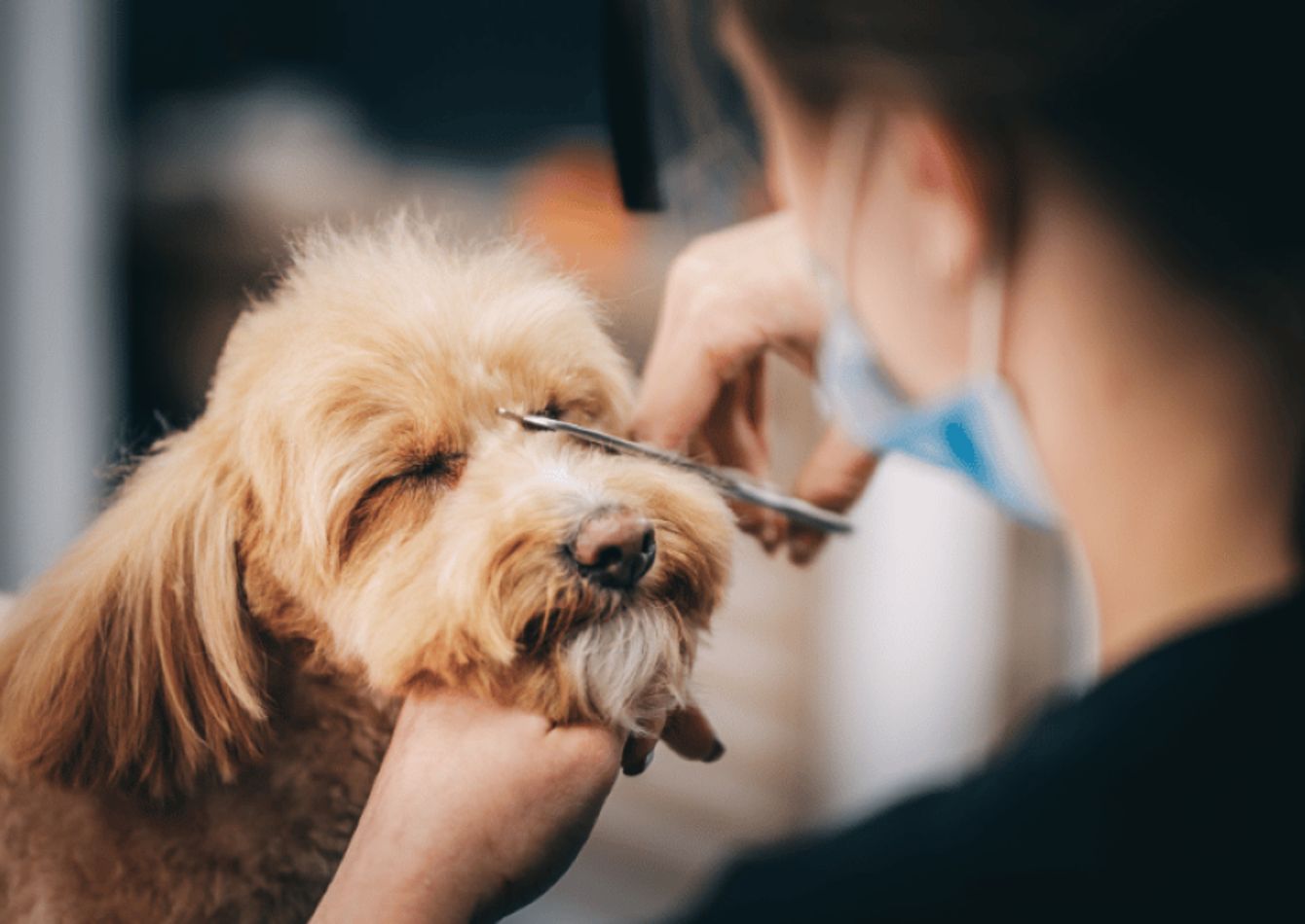 Image of Established Mobile Pet Grooming Franchise — Exclusive Columbus, OH Territory