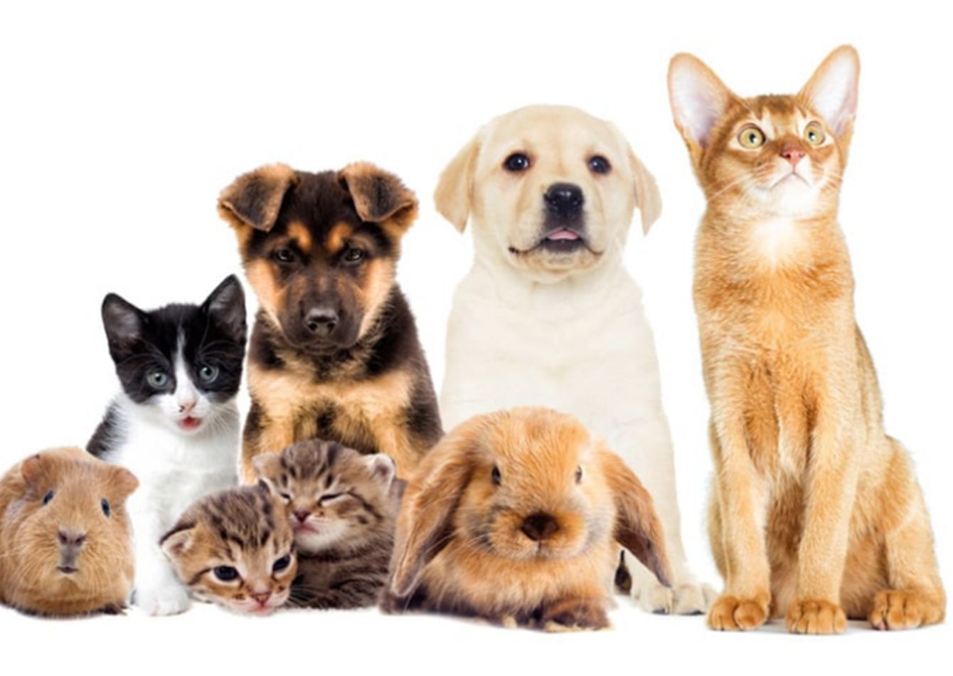 Image of Profitable Multi-Location Pet Stores for Sale in Eastern Ontario