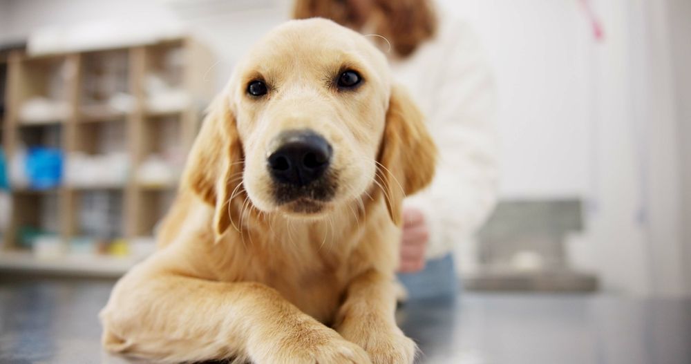 Image of Profitable Colorado Veterinary Clinic & Surgery Center - Only 10% Down to Purchase