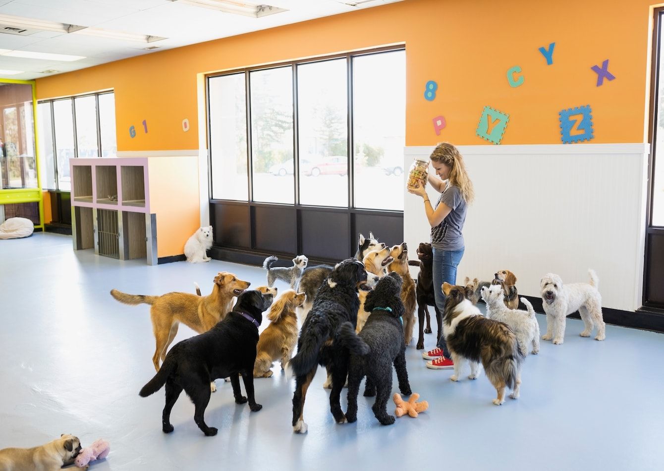 Image of Dog Day Care N1029