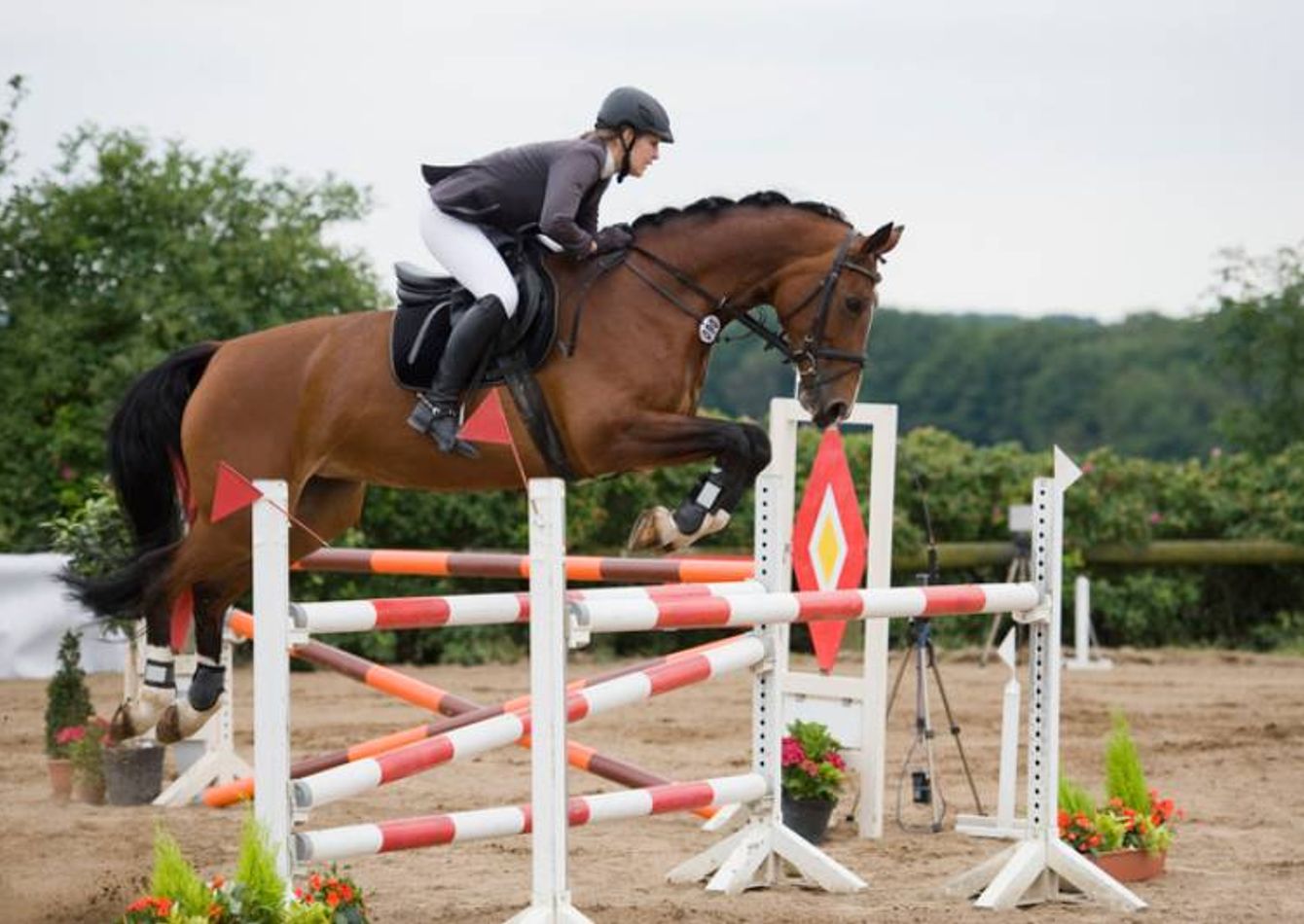 Image of N2222 50+ Year Old Hunter & Jumper Equestrian Specialty Retailer