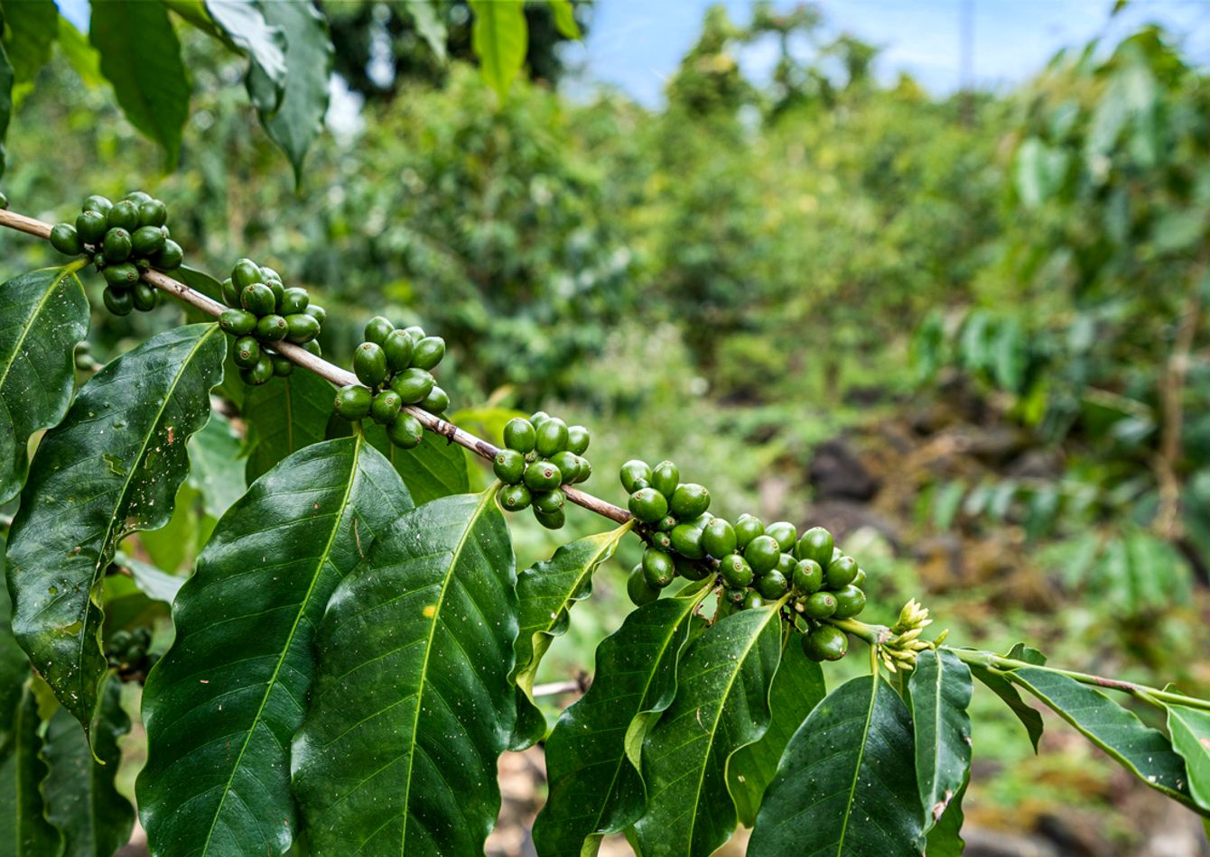 Image of Turnkey Kona Coffee Farm & Brand –Business, Farm & Residence