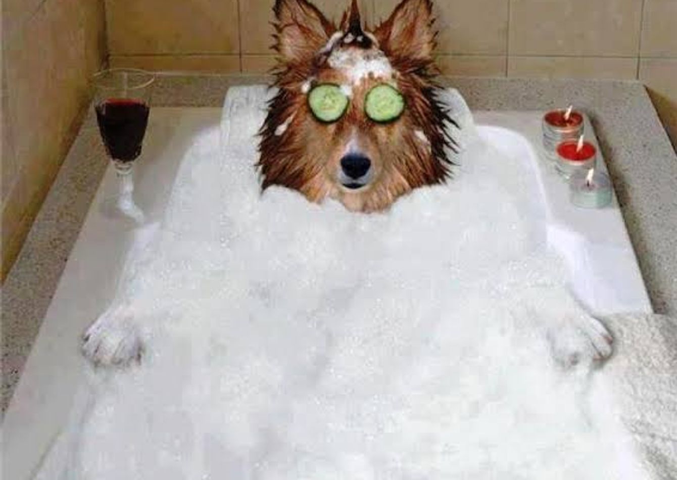 Image of Highly Profitable Pet Spa & Boutique - SC2297