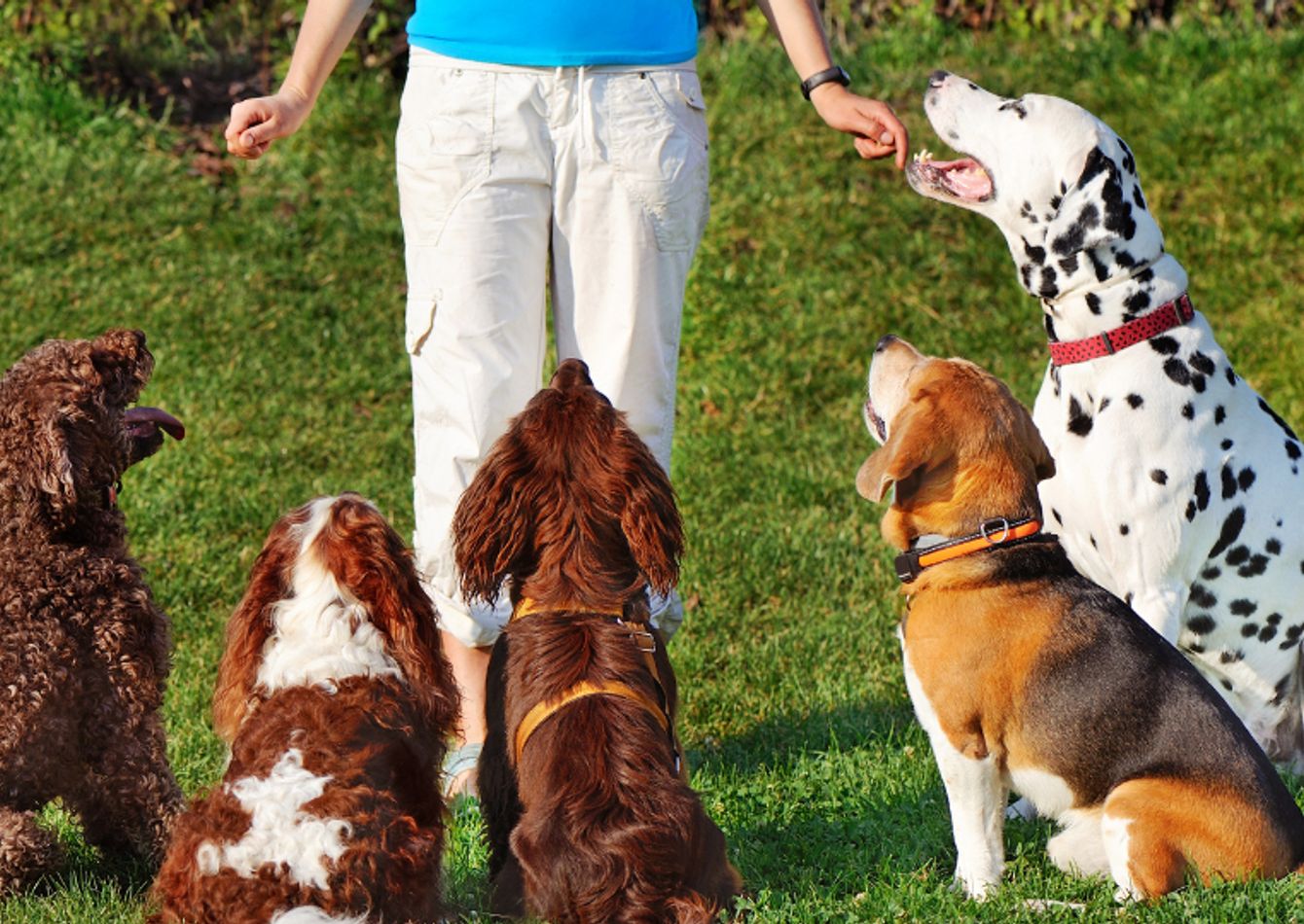 Image of Well-Established Pet Boarding and Daycare