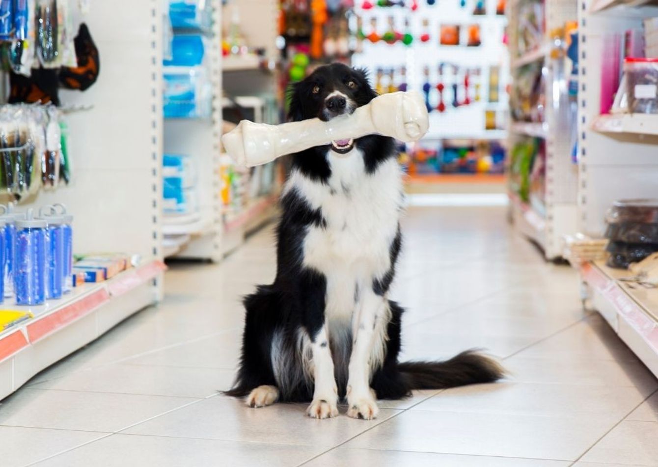 Image of Retail Pet Biz in the Twin Cities, $1.7 Million in Sales, $350k Cash Flow / SBA Bank Financing SBA/Seller Financing. 58694
