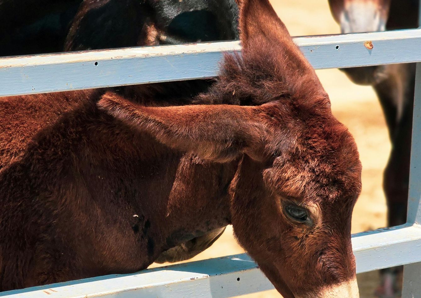 Image of Turnkey Metal Fabrication & Sales Operation Serving the Equine Industry