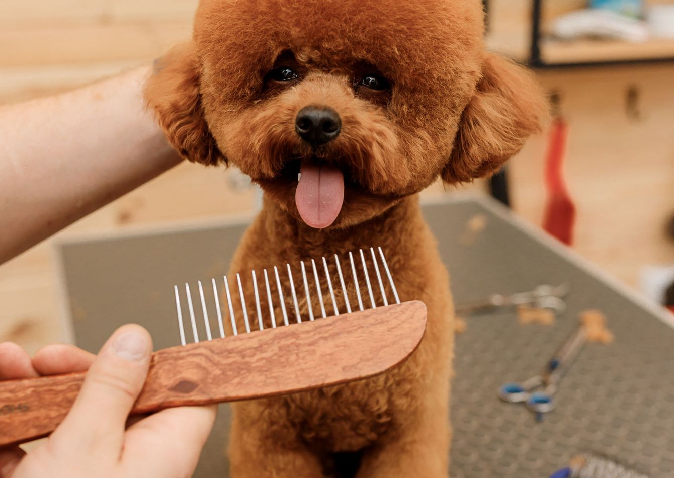 Image of Pet Grooming & Retail Business – Recurring Revenue – West Michigan