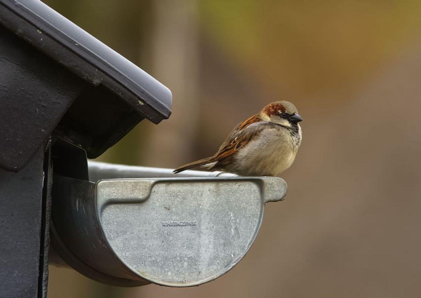 Image of Profitable Seamless Guttering Installation Company
